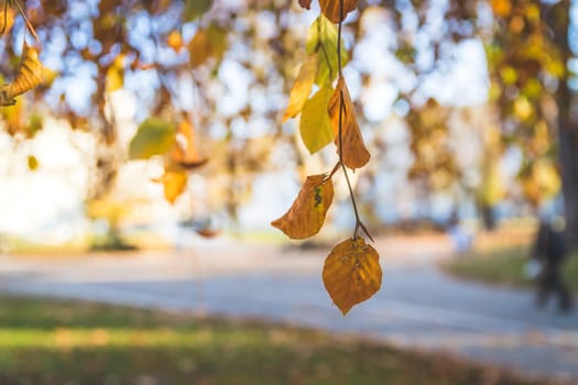 Colorful leaves on a tree in autumn, park flair and blurry background