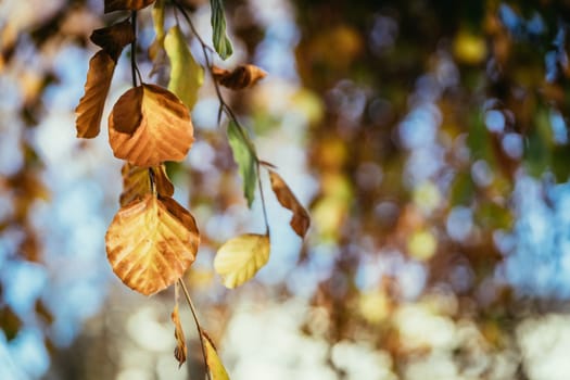 Colorful leaves on a tree in autumn, park flair and blurry background