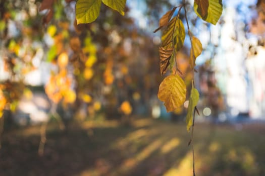 Colorful leaves on a tree in autumn, park flair and blurry background
