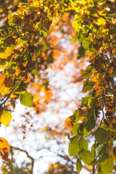 Colorful leaves on a tree in autumn, park flair and blurry background