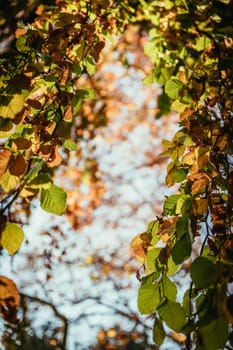 Colorful leaves on a tree in autumn, park flair and blurry background