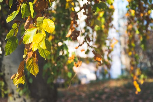 Colorful leaves on a tree in autumn, park flair and blurry background