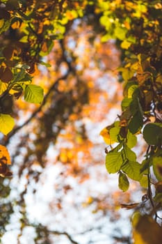 Colorful leaves on a tree in autumn, park flair and blurry background