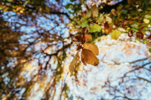 Colorful leaves on a tree in autumn, park flair and blurry background