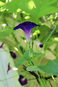 Side view of a purple Morning Glory blossom.