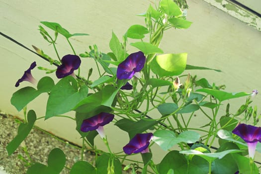 Morning Glory vines climbing on a black string.