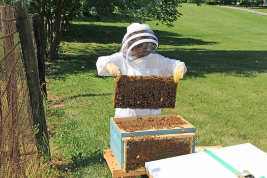 A child learning to look for the queen and inspect frames in a Langstroth beehive with green plant background copy space.