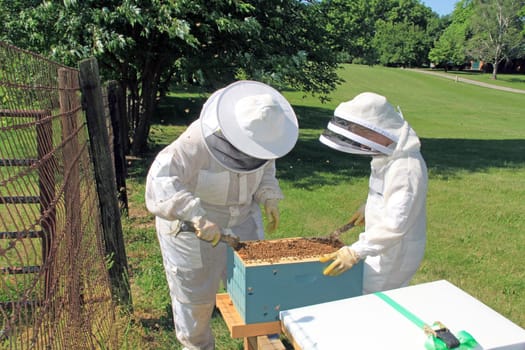 Mother teaching her daughter how to remove the inner cover from a Langstroth beehive using a hive tool with green plant background copy space.