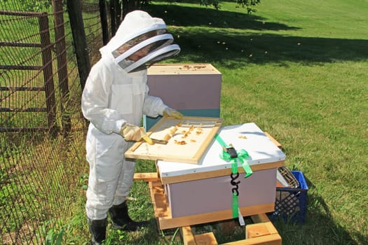 Teaching a child how to remove burr comb from a Langstroth beehive inner lid with green plant background copy space.
