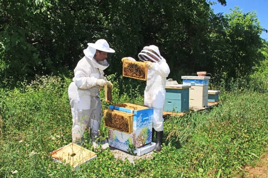 Mother teaching her daughter how to inspect frames and look for the queen bee in a Langstroth beehive and hanging frames outside the hive on a hive rack with green plant background copy space.