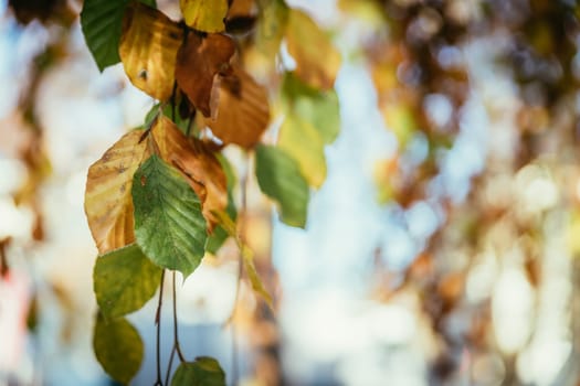 Colorful leaves on a tree in autumn, park flair and blurry background