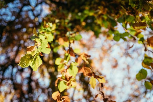 Colorful leaves on a tree in autumn, park flair and blurry background