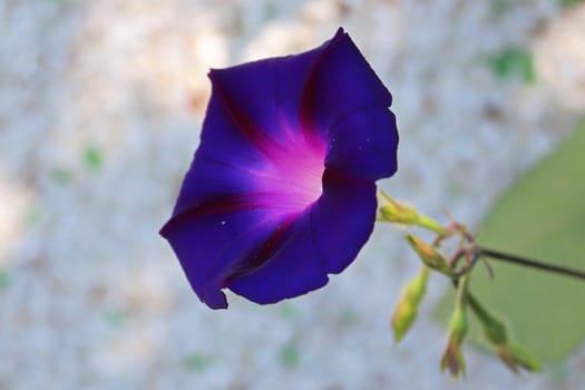 A vibrant purple Morning Glory Flower against a grey background.