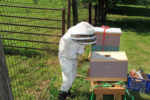 Teaching a child how to remove the inner lid with a hive tool from a Langstroth beehive with green plant and fence background copy space.