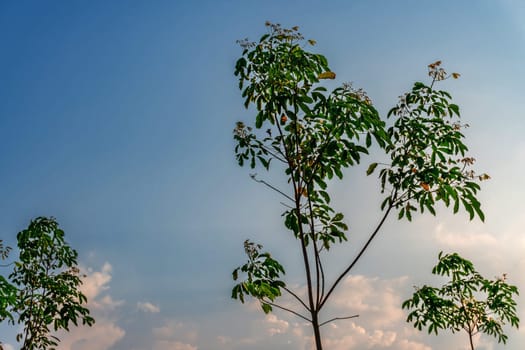 Plantation tree rubber or latex tree rubber or para rubber tree in southern Thailand