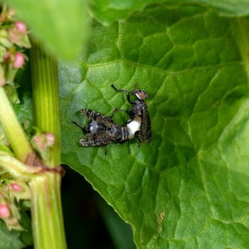two black blowflies on a green leaf while mating