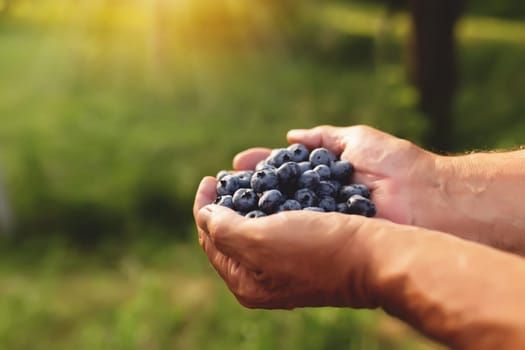 Senior man hands holding heap of fresh cultivated blueberry. Healthy eating and Alzheimer or dementia healing concept. High quality photo
