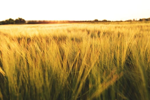 Agriculture concept with golden wheat grain fields panorama photography. Ears of yellow wheat. Idea of a rich harvest. Copy space of the setting sun rays on horizon in rural meadow. Beautiful sunlight