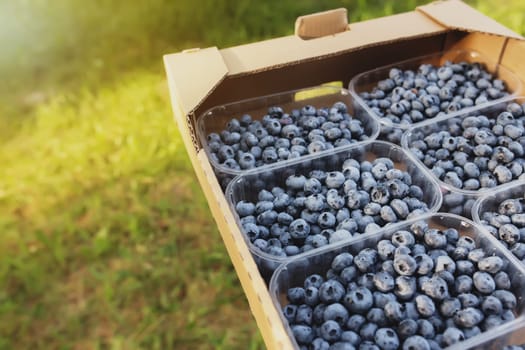 Senior man hands holding box with fresh cultivated blueberry. Healthy eating and Alzheimer or dementia healing concept. Farmer cultivating and harvesting blueberry. Agriculture industry business