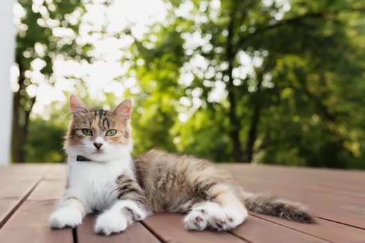 Beautiful tricolor cat lies on a brown wooden terrace with blurred green background. Happy lying cat. Concept of healthy and happy pet animal