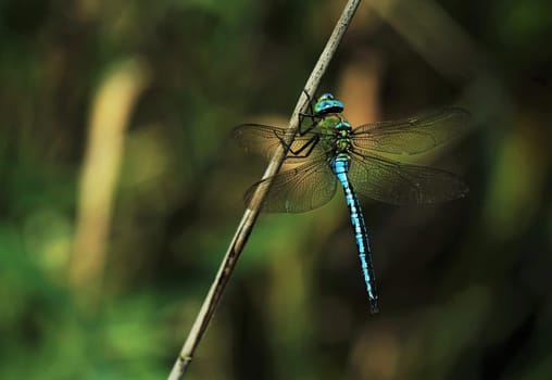 Male of the great dragonfly Anax imperator