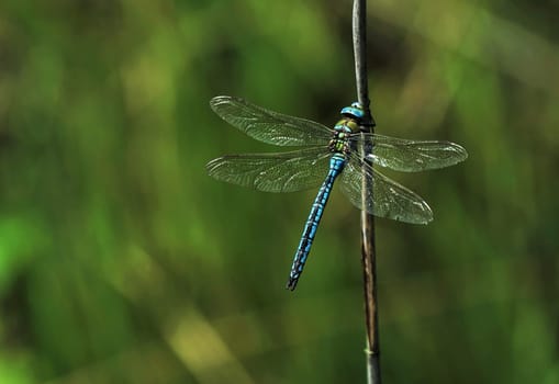 Male of the great dragonfly Anax imperator