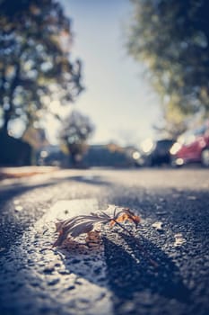 Leaf on the street, autumn, copy space