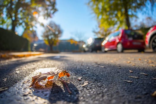 Leaf on the street, autumn, copy space