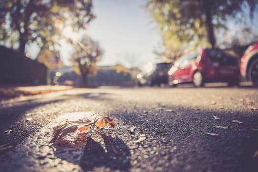 Leaf on the street, autumn, copy space