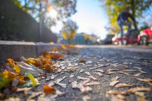 Leaf on the street, autumn, copy space