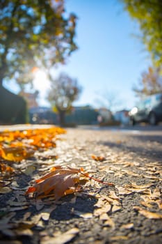 Leaf on the street, autumn, copy space