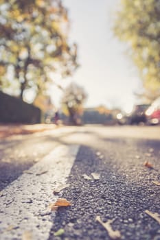 Leaf on the street, autumn, copy space