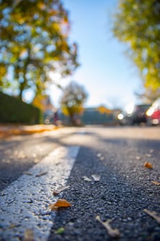 Leaf on the street, autumn, copy space