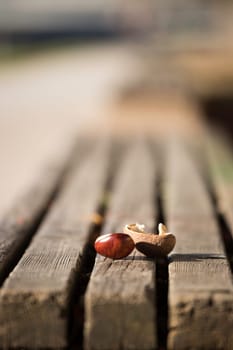 Autumn: chestnut lying on a park bench