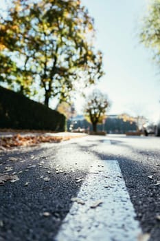 Leaf on the street, autumn, copy space