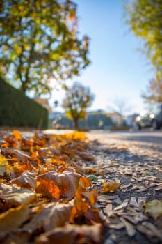 Leaf on the street, autumn, copy space