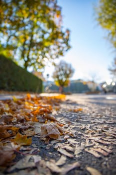 Leaf on the street, autumn, copy space