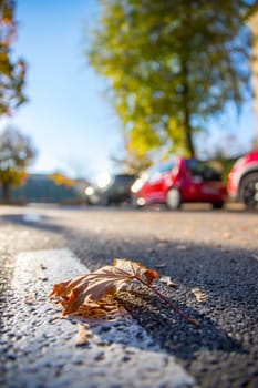 Leaf on the street, autumn, copy space