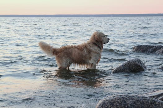 dog diver labrador stands in the water by the sea