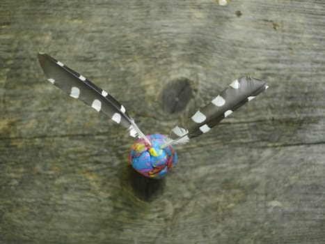 Flight feather black with white spots of great red-headed woodpecker