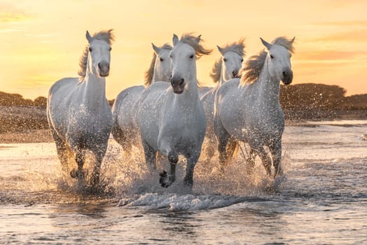 Herd of white horses running through the water. Image taken in Camargue, France.