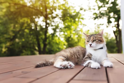 Beautiful tricolor cat lies on a brown wooden terrace with blurred green background. Happy lying cat. Concept of healthy and happy pet animal