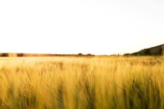 Agriculture concept with golden wheat grain fields panorama photography. Ears of yellow wheat. Idea of a rich harvest. Copy space of the setting sun rays on horizon in rural meadow. Beautiful sunlight