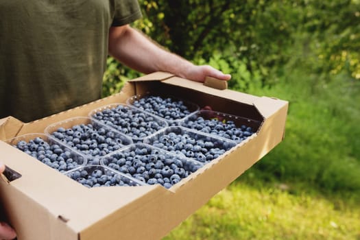 Senior man hands holding box with fresh cultivated blueberry. Healthy eating and Alzheimer or dementia healing concept. Farmer cultivating and harvesting blueberry. Agriculture industry business