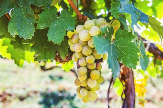 Ripe Riesling grapes at vineyard, white wine grapes, Riesling is an aromatic grape, summer daylight, closeup view