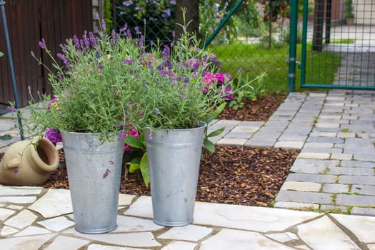 lavender flowers in the garden