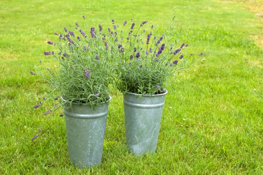 lavender flowers in the garden