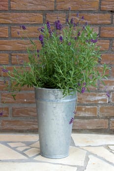 lavender flowers in metal pot