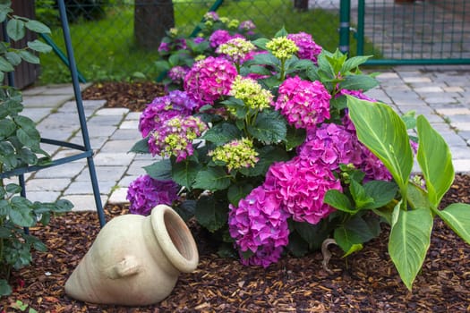 Bush of Hortensia flowers in the garden