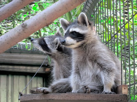 funny resting raccoons chilling in july middday